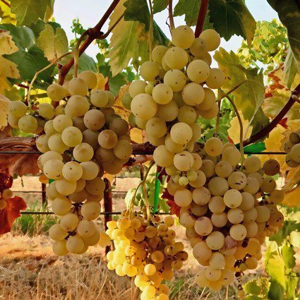 uva xarel.o vino catalán